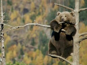Медведь верхогляд фото